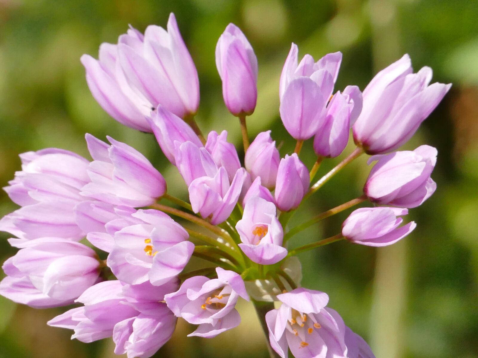 Panasonic Lumix DMC-FZ1000 sample photo. Wild flower, meadow, plant photography