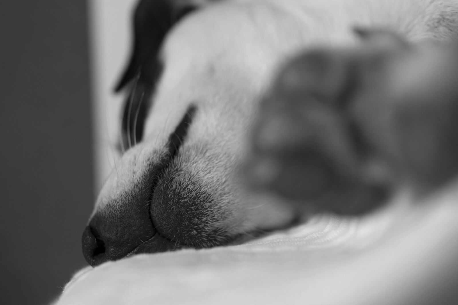 Nikon D5600 sample photo. Jack russel, dog, terrier photography