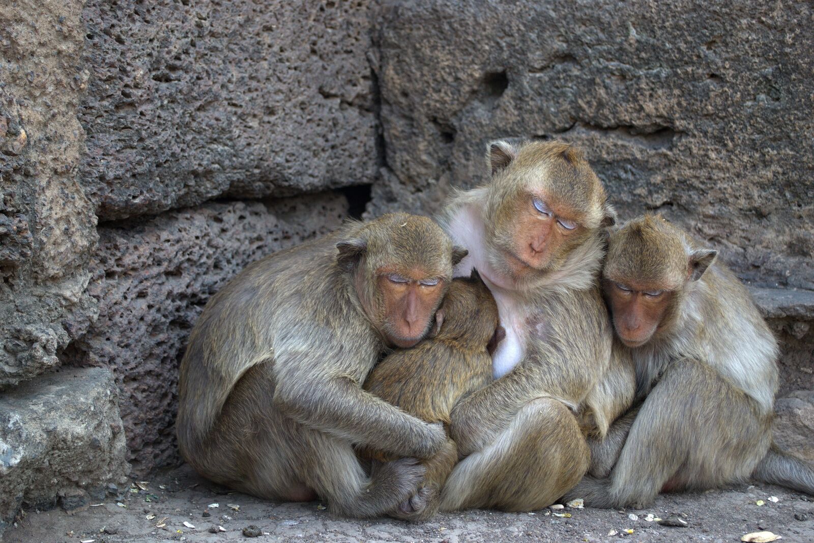 Nikon D3100 sample photo. Lop buri, phra prang photography