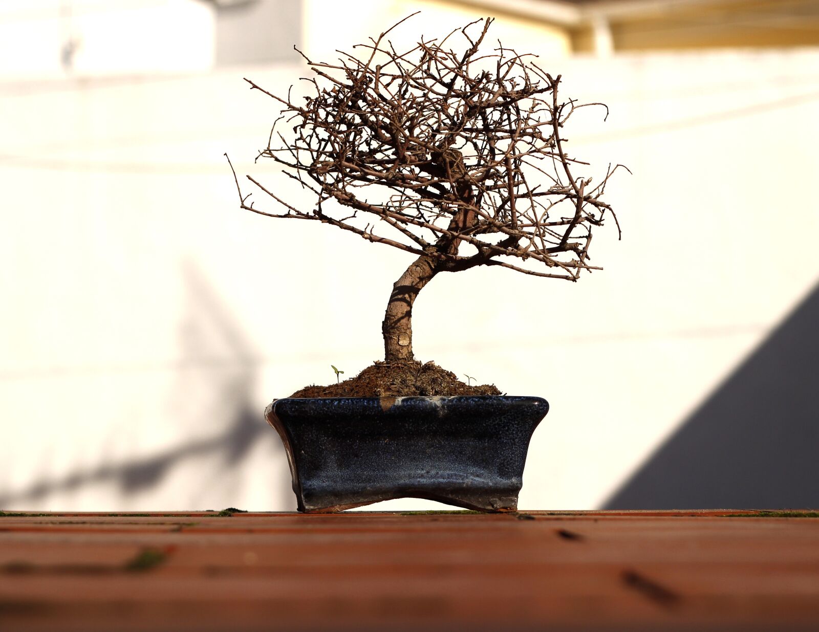 Canon EOS 600D (Rebel EOS T3i / EOS Kiss X5) + Canon EF 50mm F1.8 II sample photo. Bonsai, tree, flowerpot photography