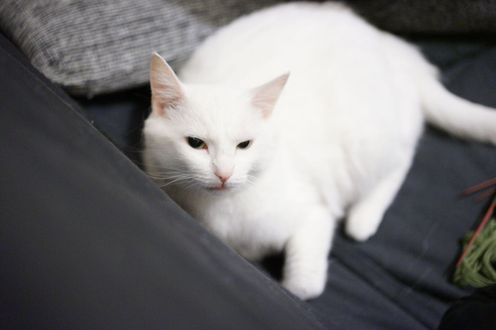 Sony a7 II sample photo. Snowwhite cat photography