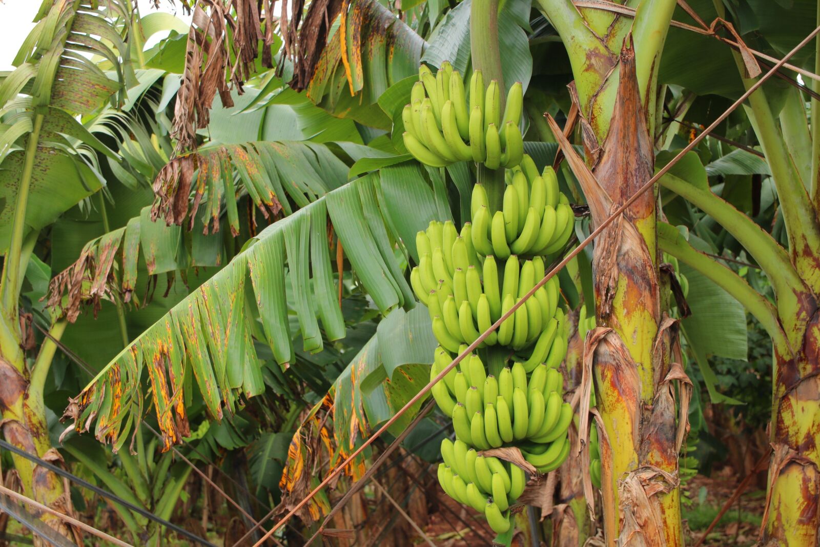 Canon EOS 750D (EOS Rebel T6i / EOS Kiss X8i) sample photo. Banana harvest, banana tissue photography