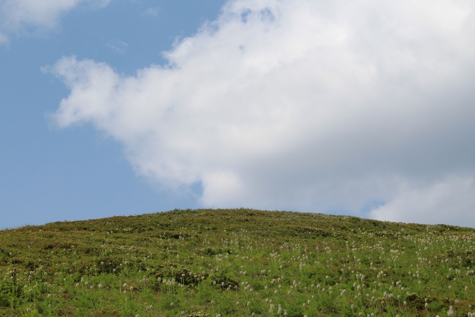 Canon EOS 1300D (EOS Rebel T6 / EOS Kiss X80) sample photo. Grass, sky, clouds photography