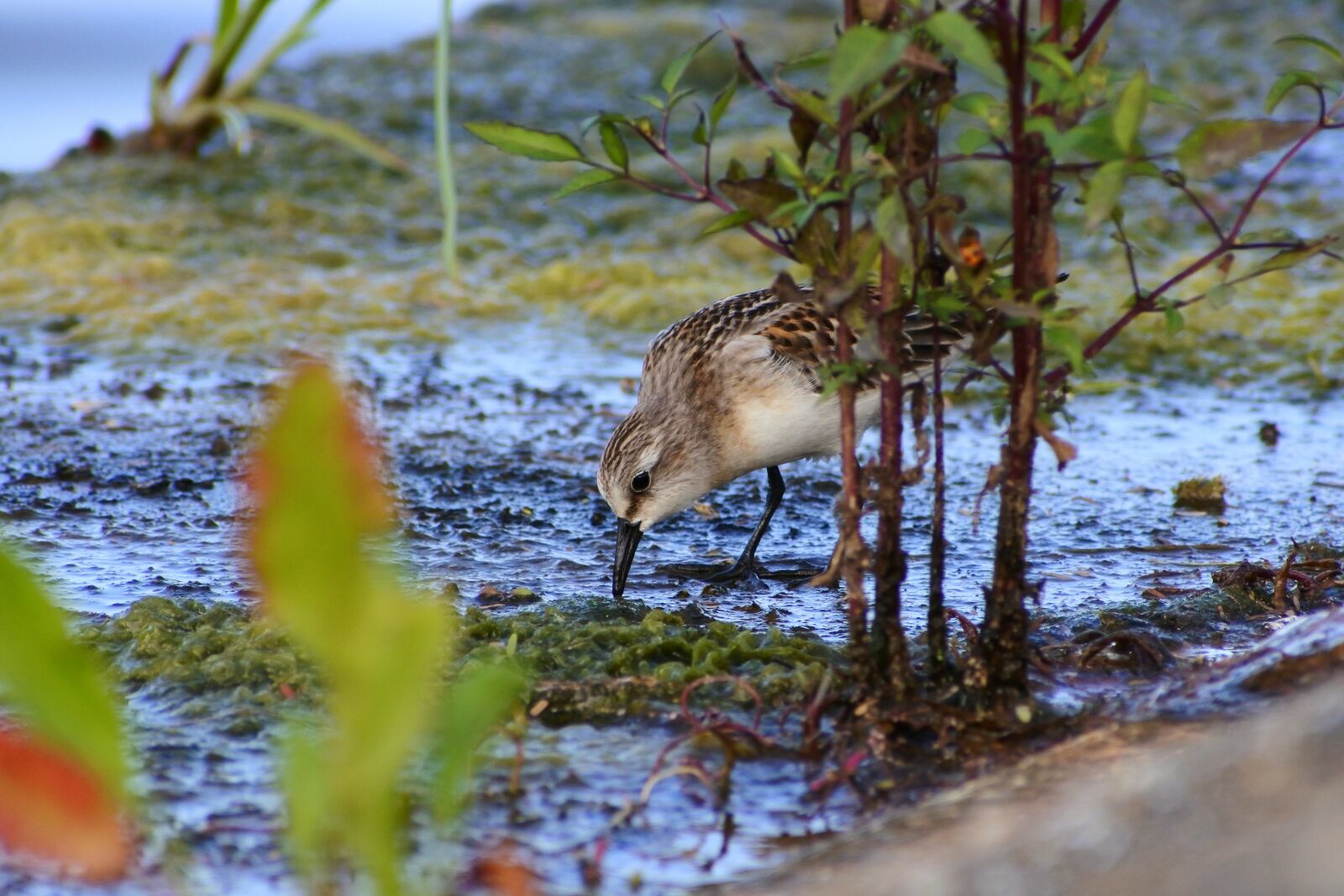 VR 70-300mm f/4.5-6.3G sample photo. Animal, river, waterside photography