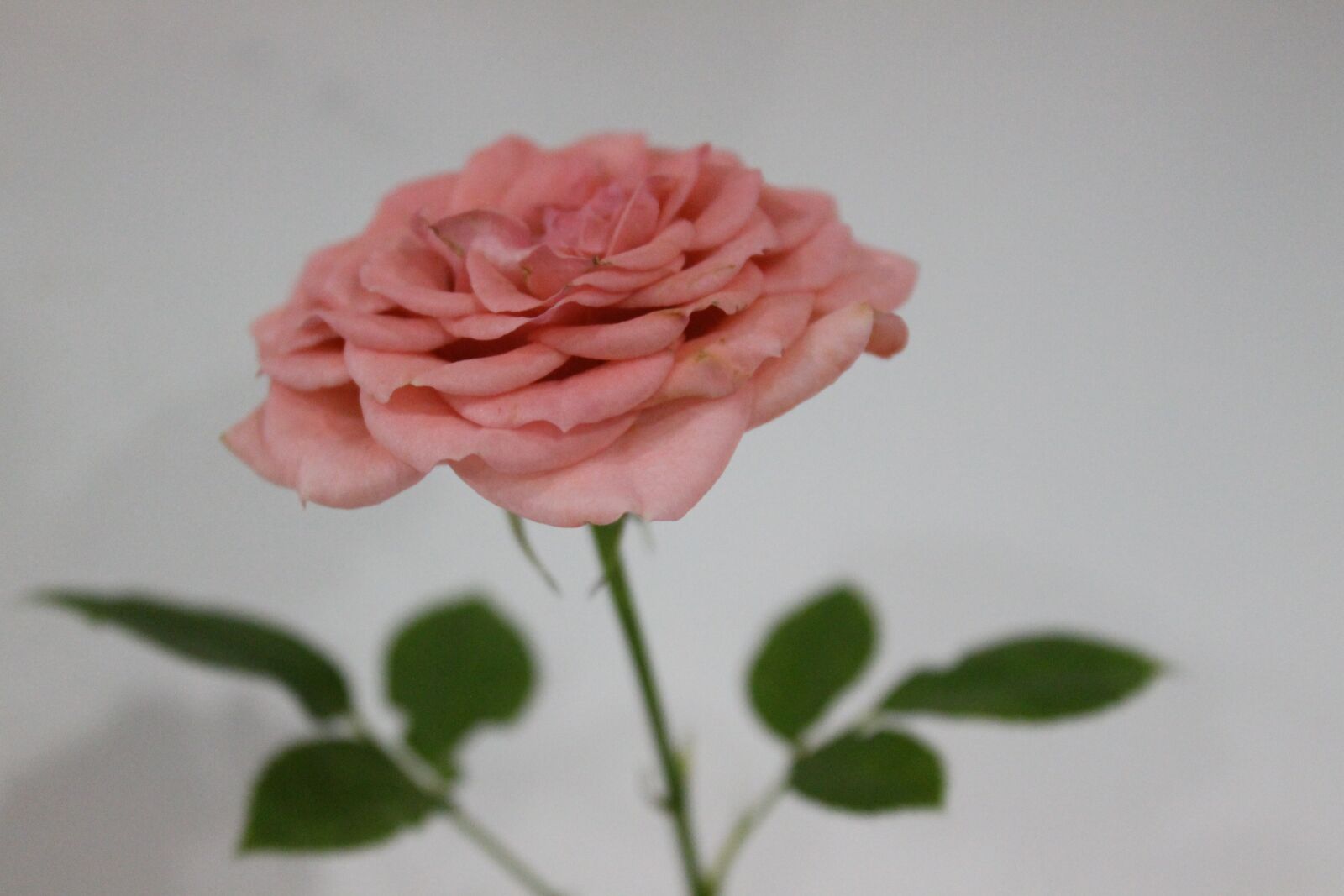 Canon EOS 1100D (EOS Rebel T3 / EOS Kiss X50) sample photo. Rose, stem, flower photography