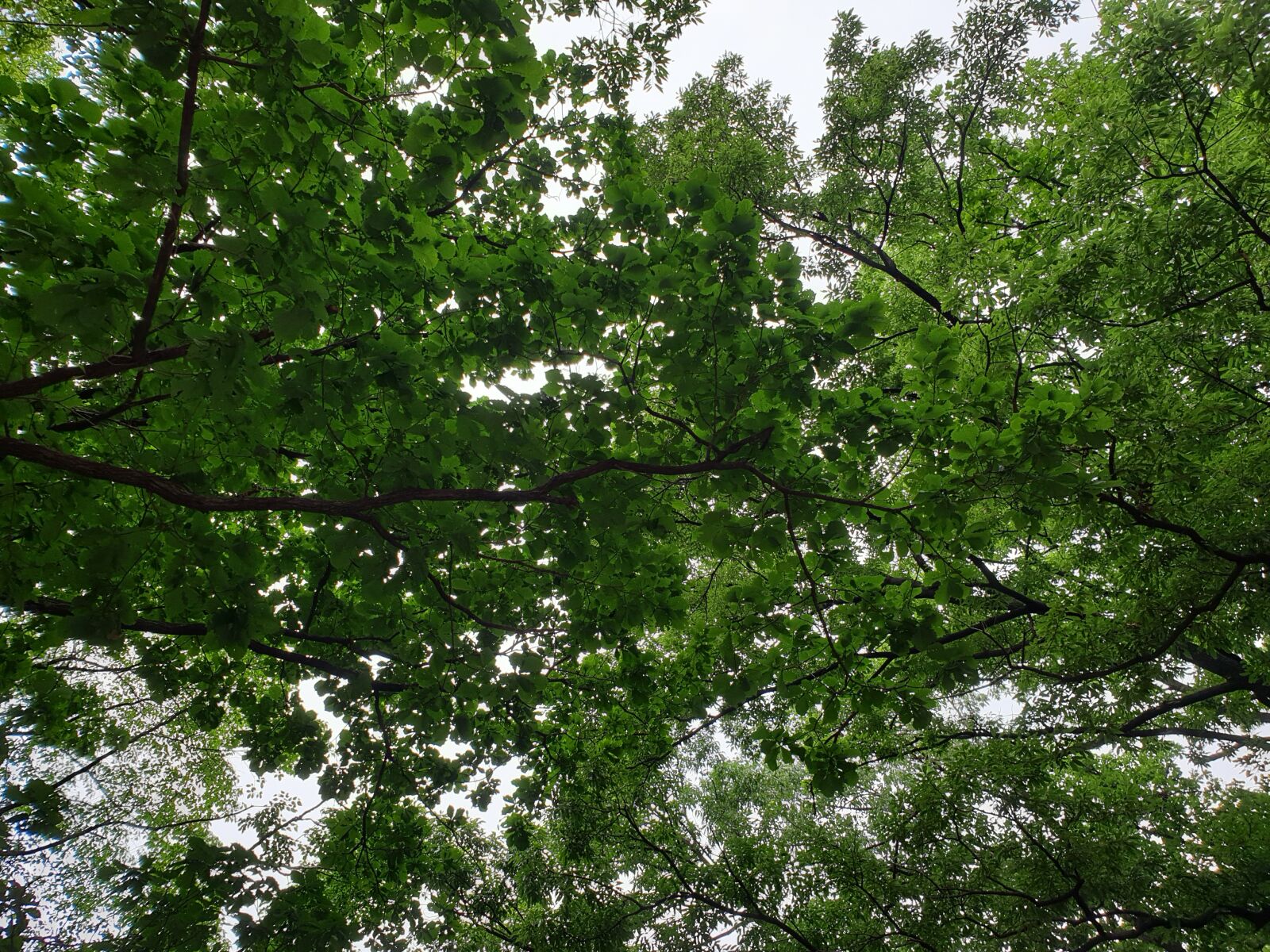 Samsung Galaxy Note9 sample photo. Wood, tree, sky photography