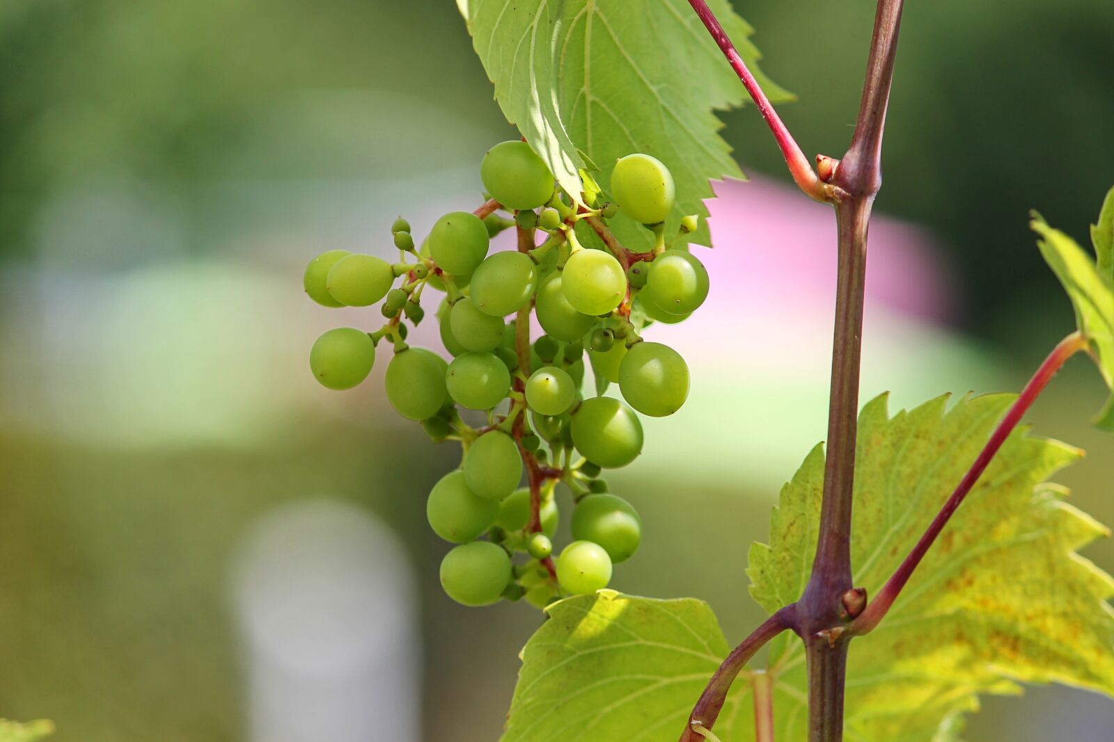 Canon EOS 1100D (EOS Rebel T3 / EOS Kiss X50) sample photo. Grape, young, green photography