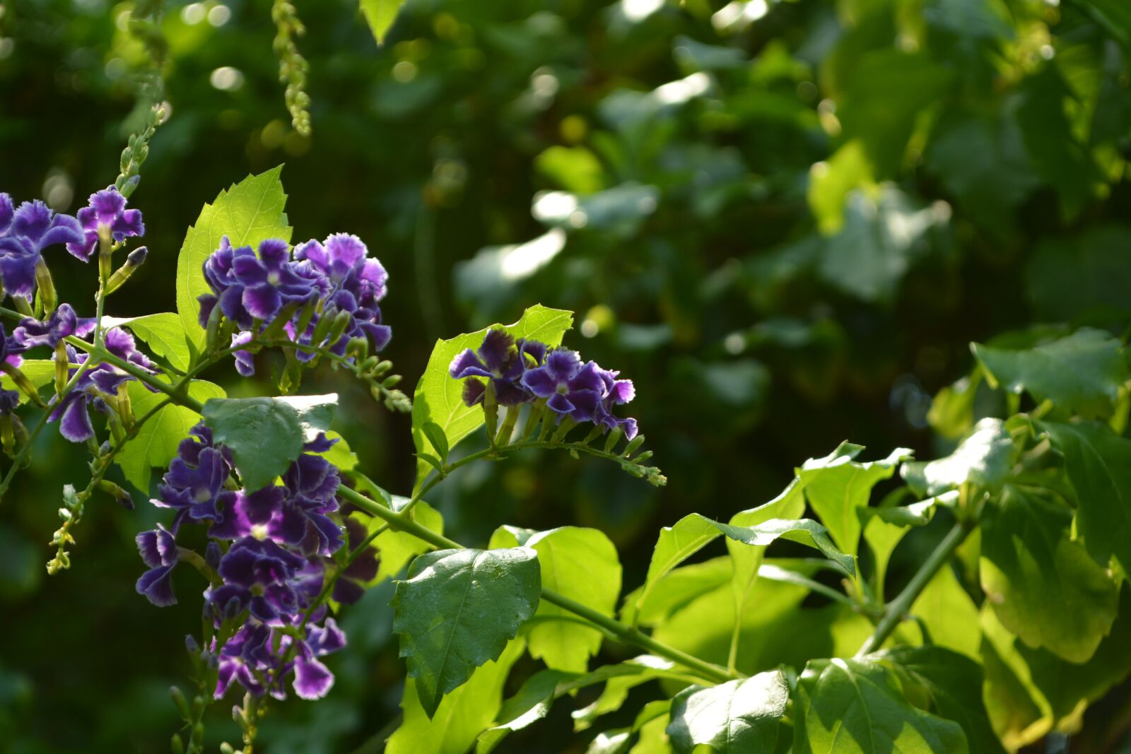 Nikon D5200 sample photo. Flower, blossom, bloom photography