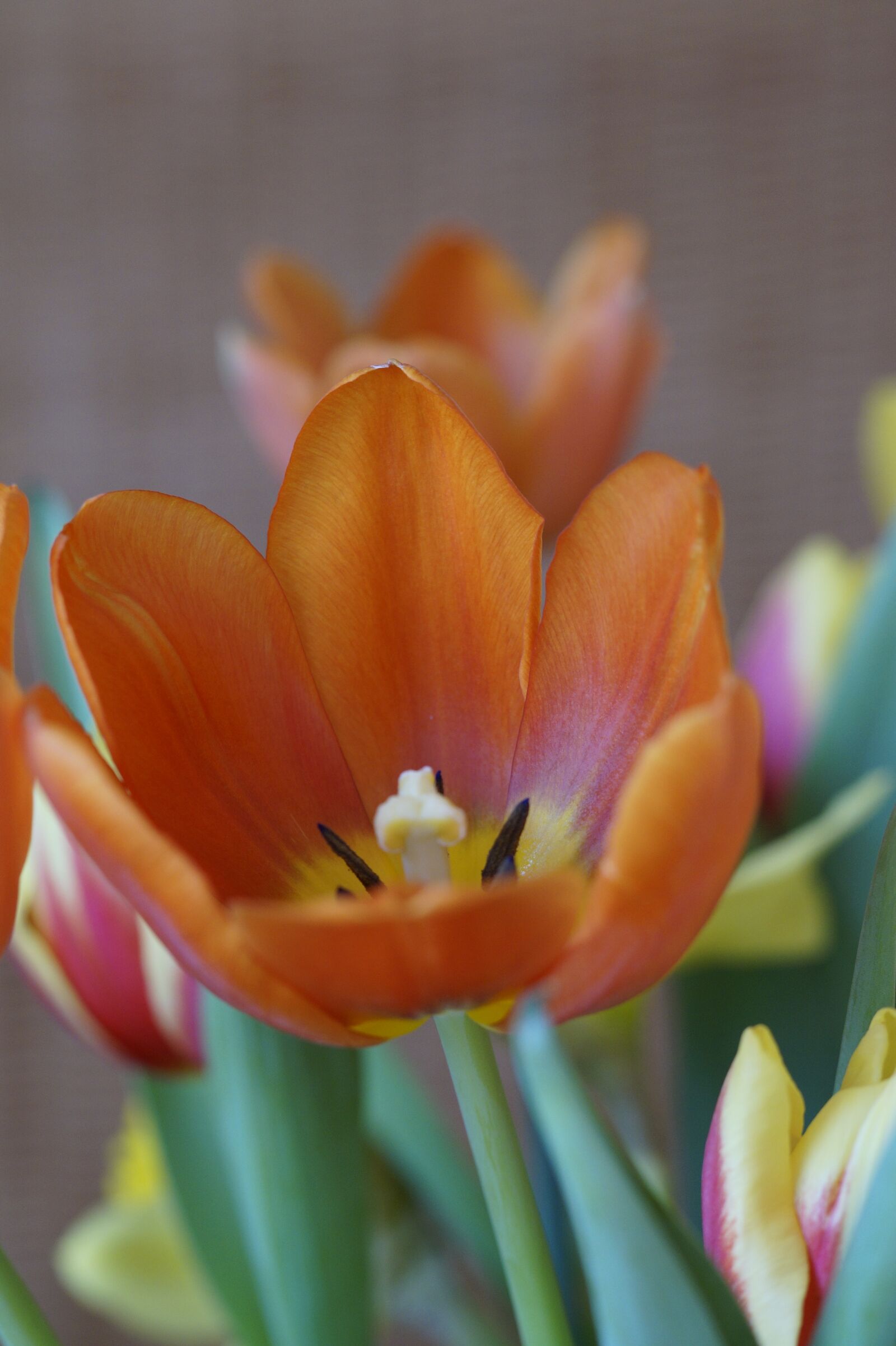 Sony SLT-A58 sample photo. Tulip, spring, spring bouquet photography