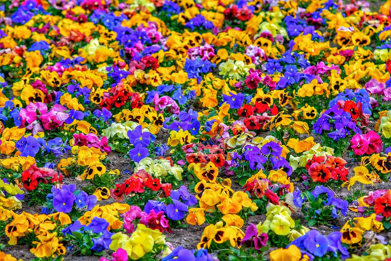 Canon EOS 400D (EOS Digital Rebel XTi / EOS Kiss Digital X) sample photo. Flowers, texture, farben photography