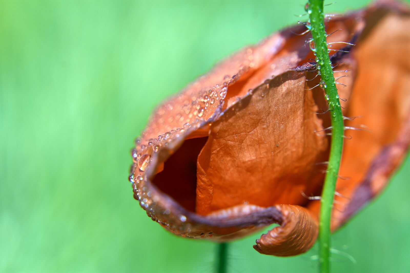 Nikon D3400 sample photo. Poppy, poppies, makowka photography