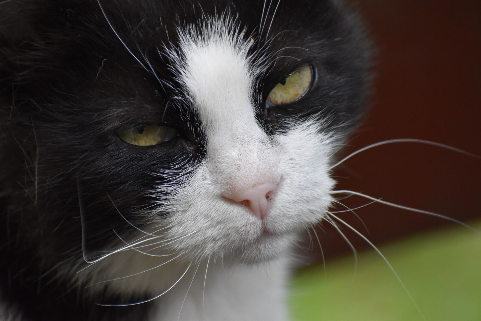 Nikon D3500 sample photo. Cat's eyes, pet, portrait photography