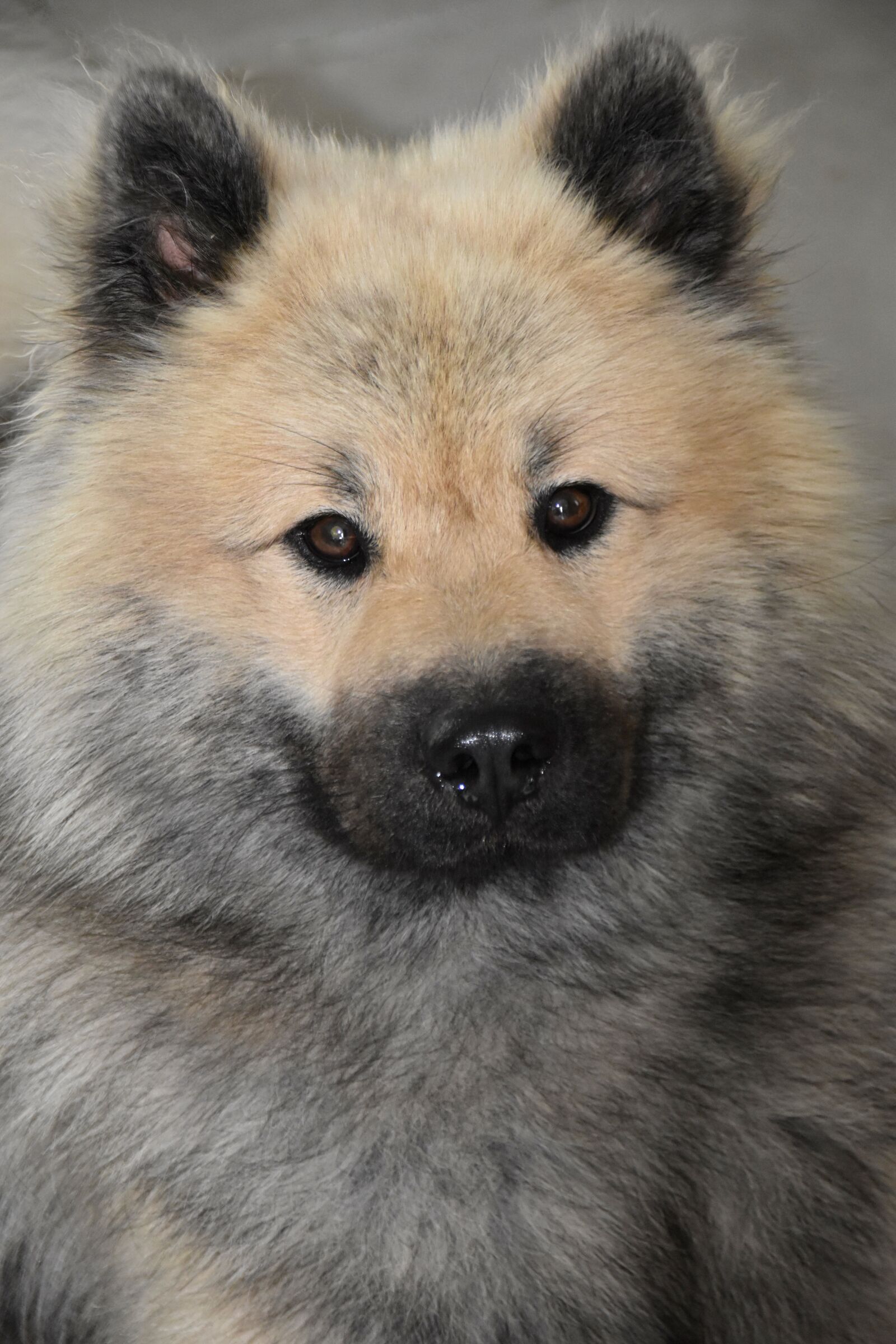 Nikon D5600 sample photo. Dog, portrait of dog photography