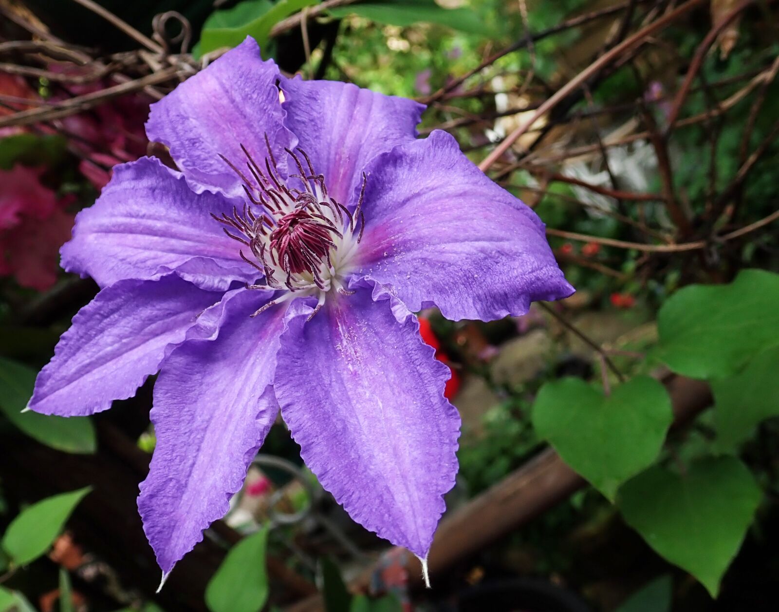 Olympus TG-5 sample photo. Clematis, flower, purple photography