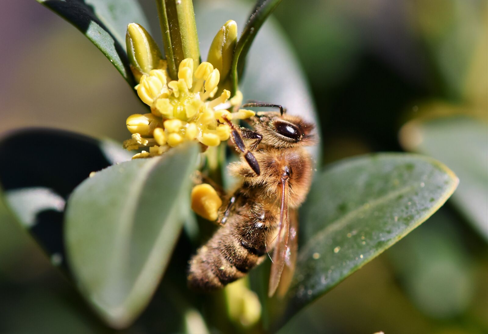 Nikon D7200 sample photo. Bee, honey bee, blossom photography