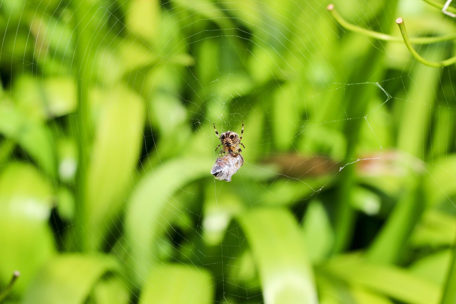 Canon EOS 600D (Rebel EOS T3i / EOS Kiss X5) + Canon EF 50mm F1.8 II sample photo. Spider, nature, insect photography