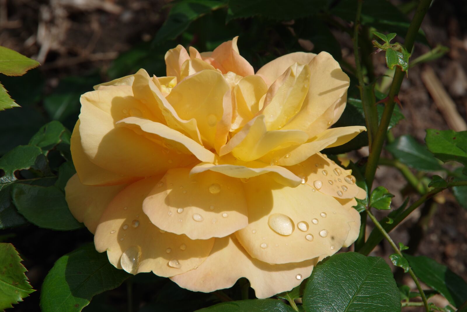 Pentax K-70 sample photo. Rose, blume, nature photography