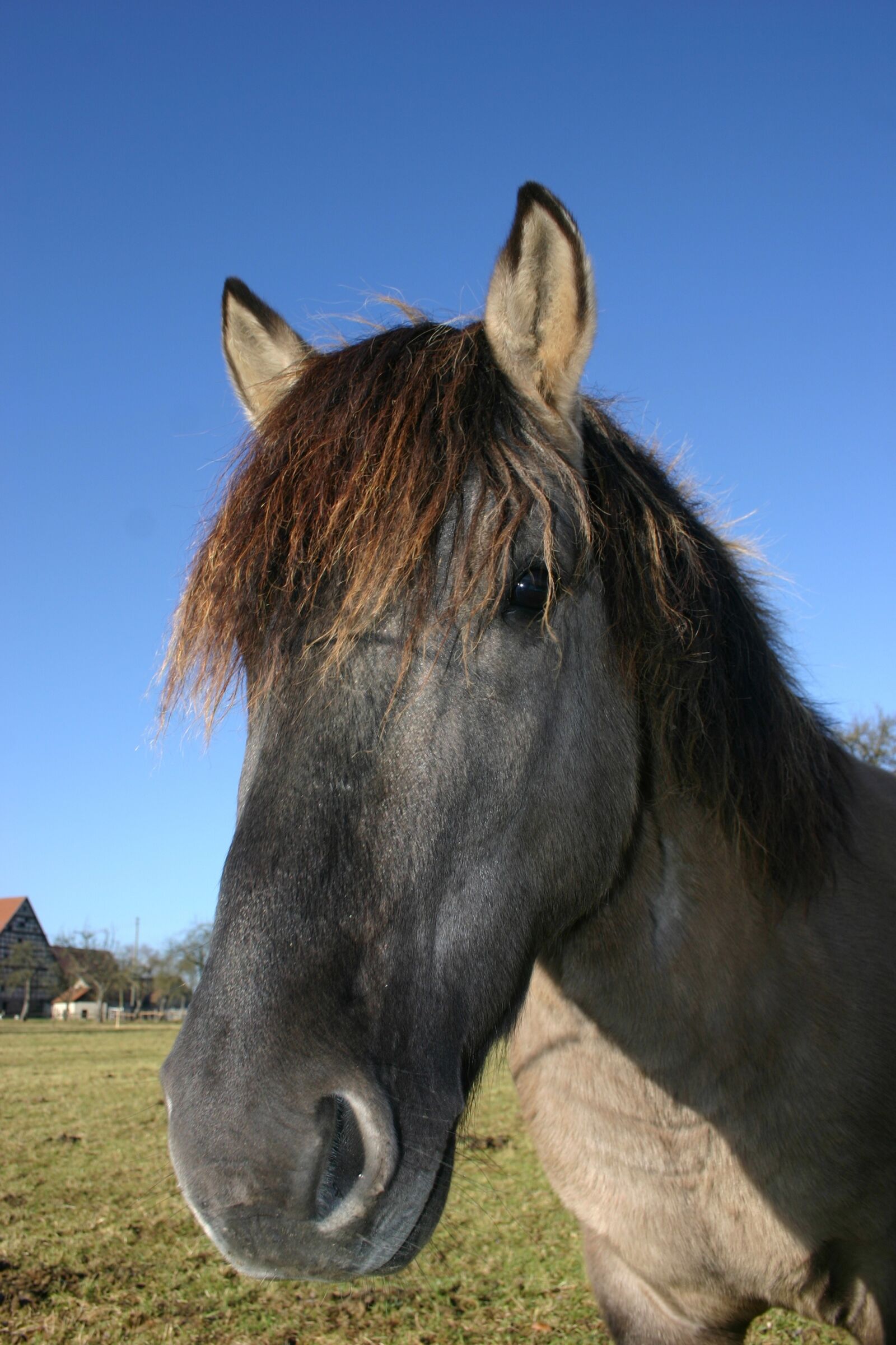 Canon EOS 300D (EOS Digital Rebel / EOS Kiss Digital) sample photo. Horse, ride, wild horse photography