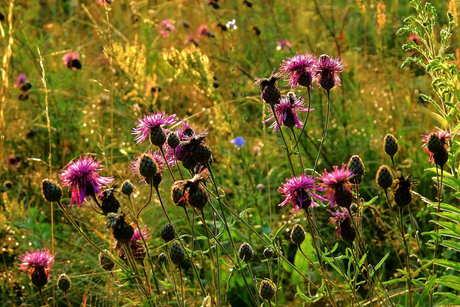 Nikon Coolpix P900 sample photo. Meadow at sunset, nature photography
