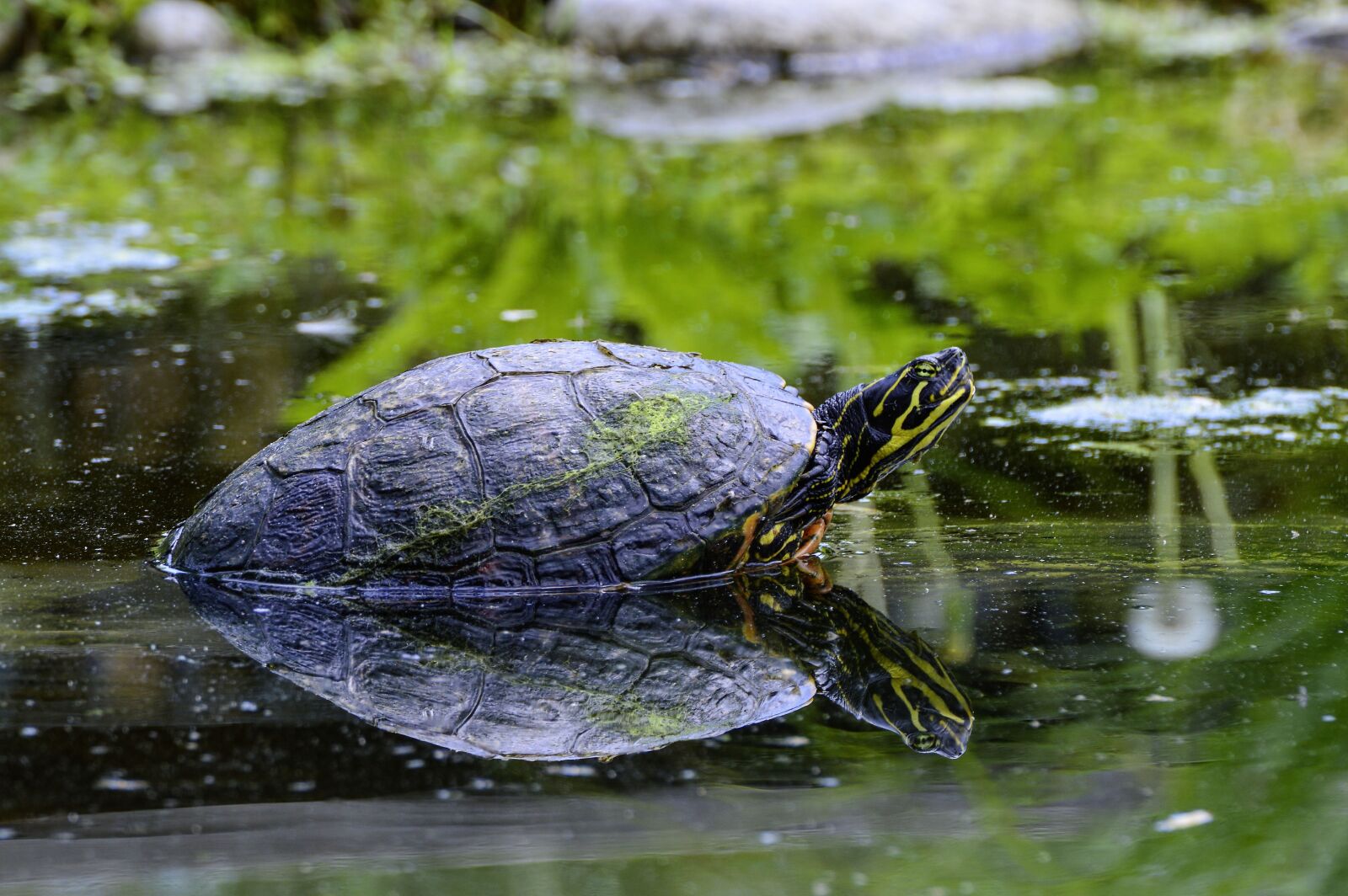 Nikon D3200 sample photo. Florida, rotbauch, eared photography