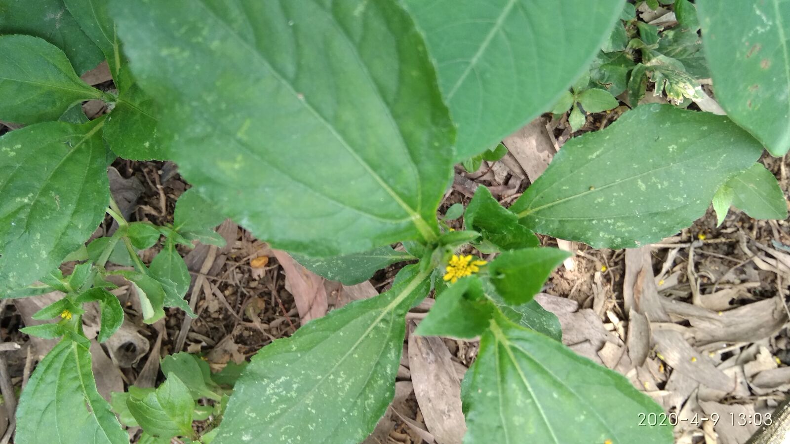 Xiaomi Redmi 5A sample photo. Natural, grass, plant photography