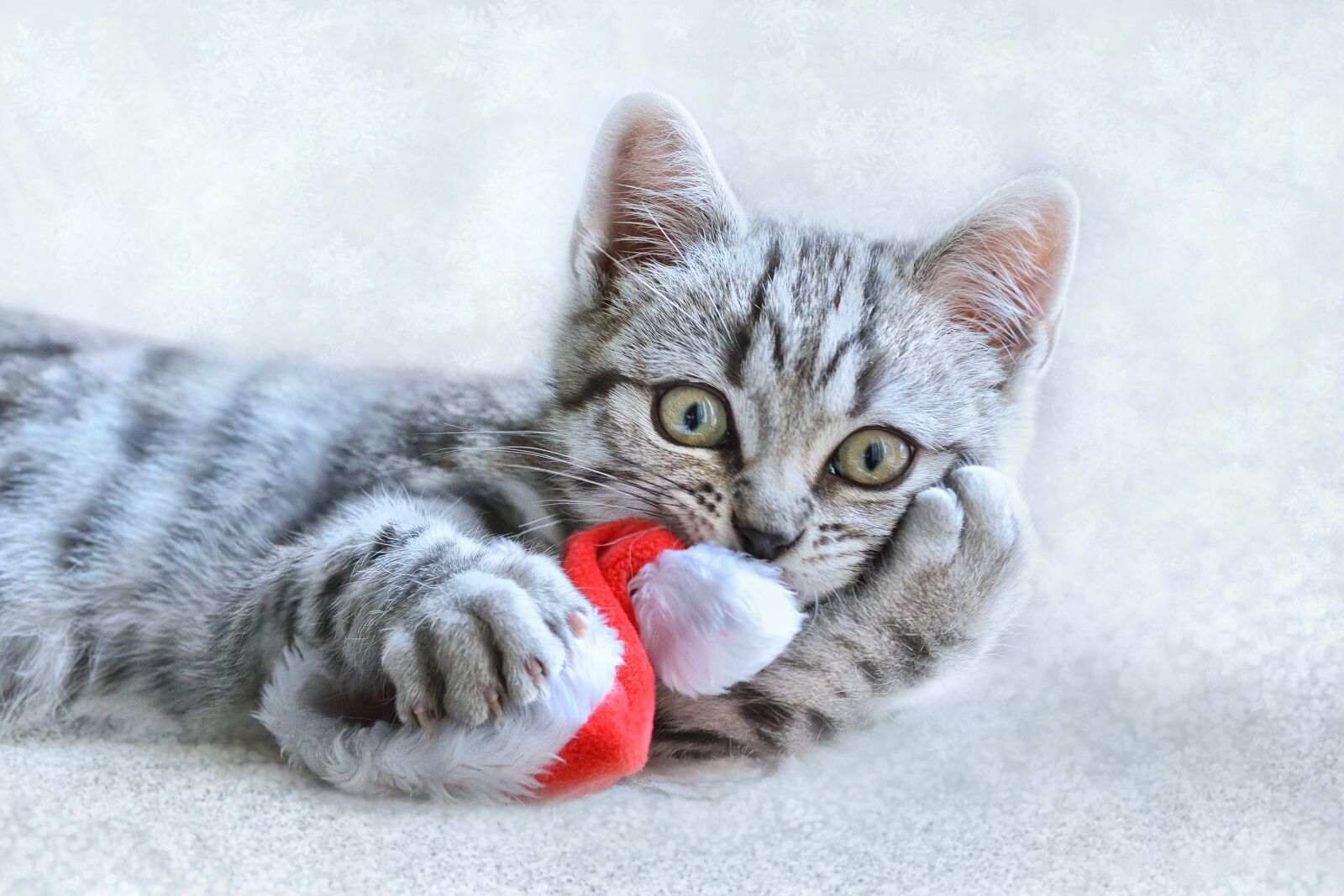 Nikon D7100 sample photo. Cat, christmas, animal photography