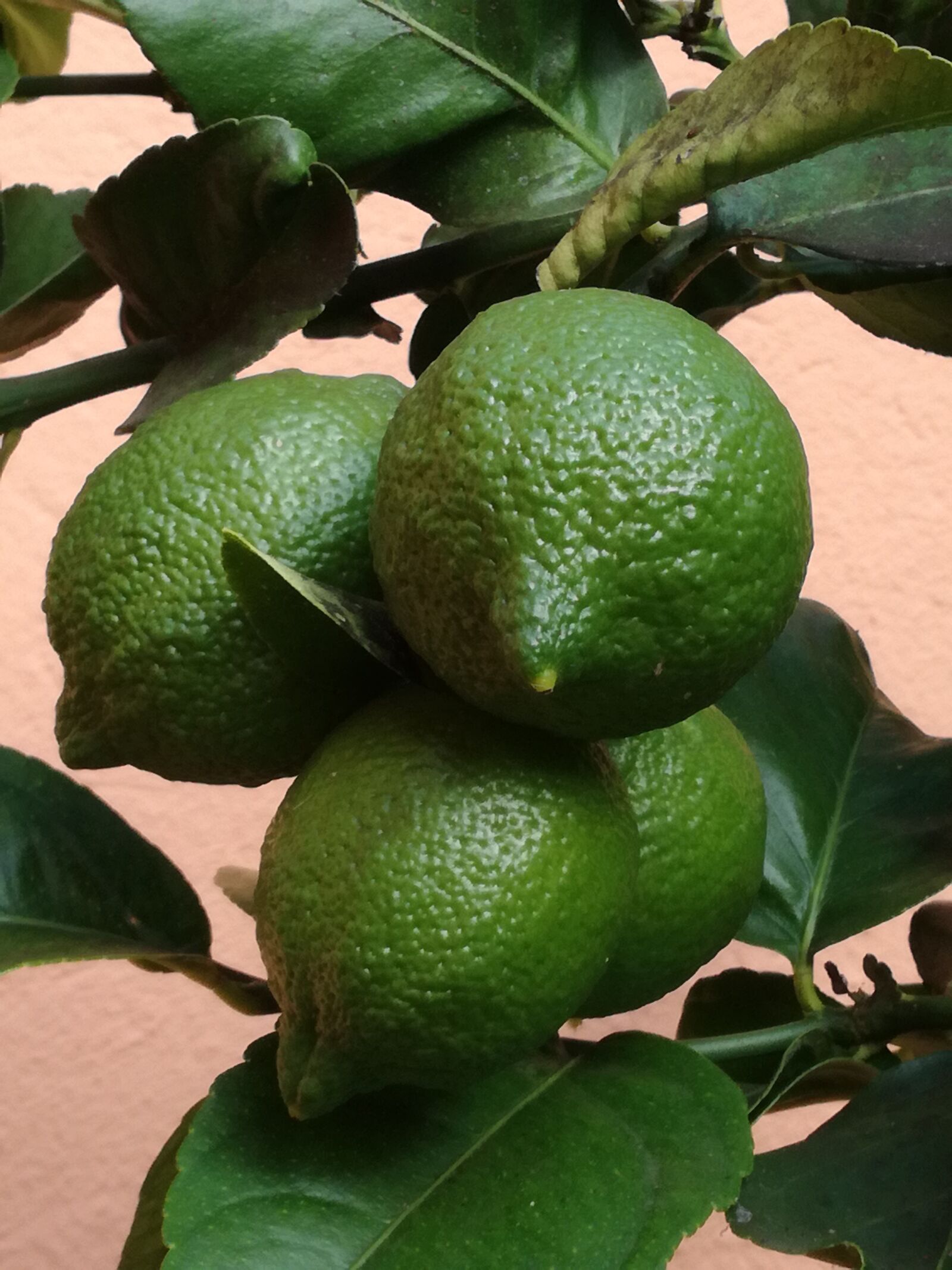 HUAWEI P9 LITE sample photo. Lime, vitamins, see photography