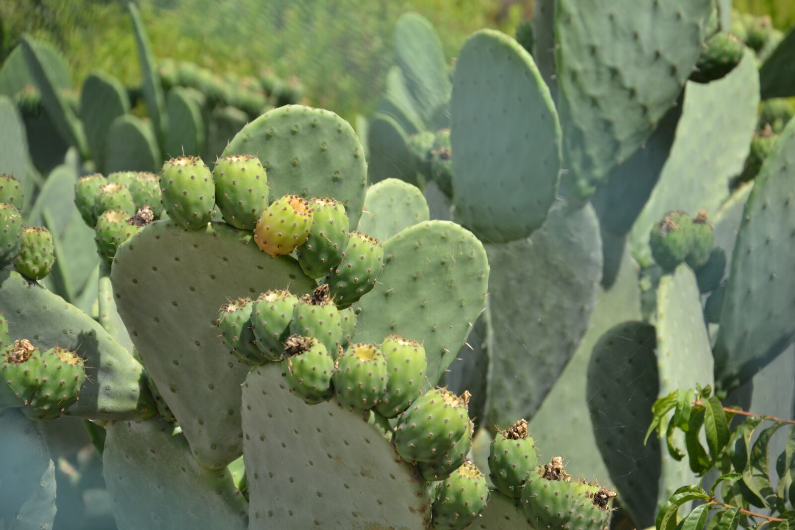 Nikon D3100 sample photo. Figs, cactus, prickly pear photography