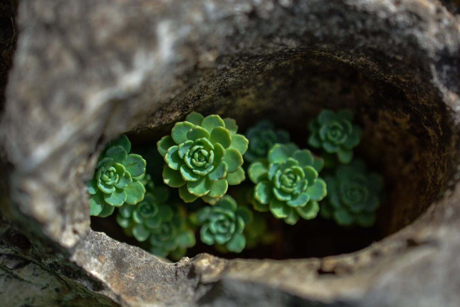 Nikon D5200 sample photo. Netřesk, sempervivum, flower photography
