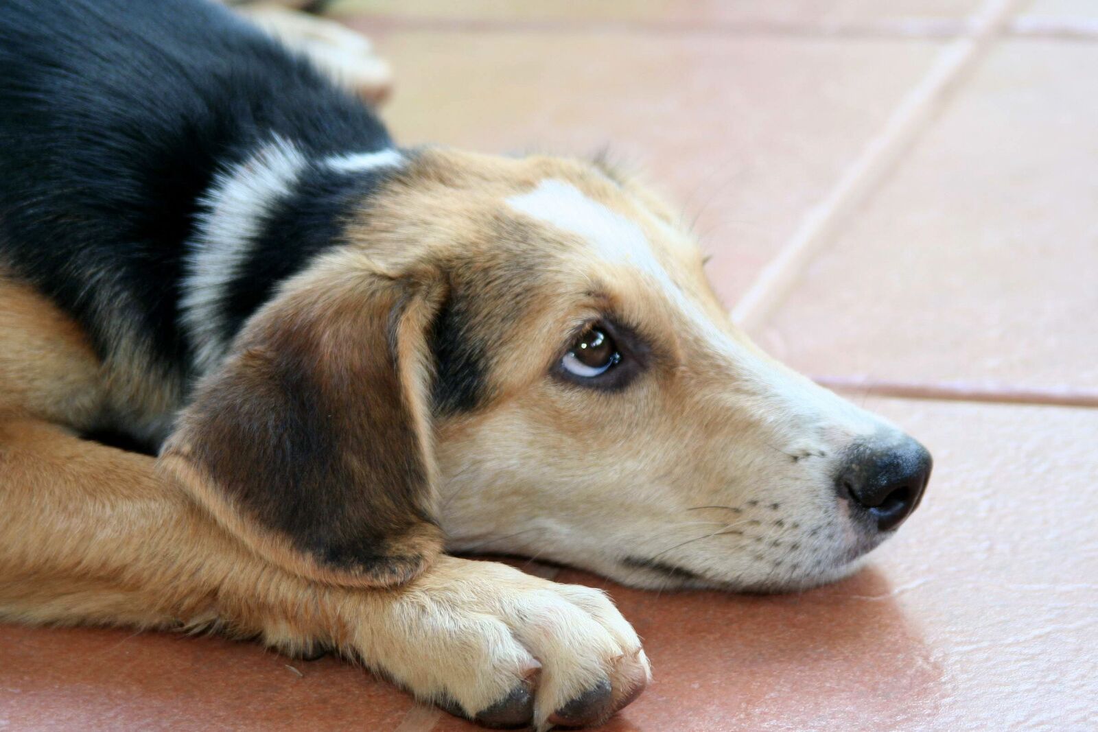 Canon EOS 350D (EOS Digital Rebel XT / EOS Kiss Digital N) sample photo. Dog, friend, pet photography