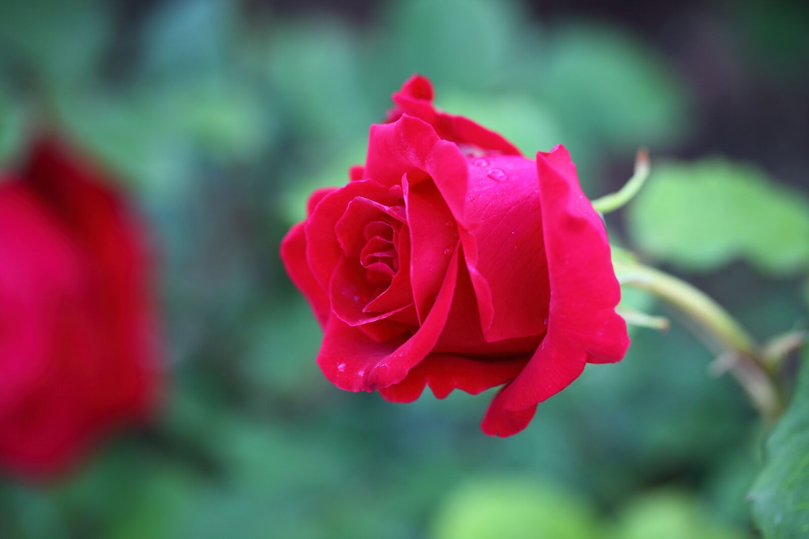 Canon EOS 5D Mark II sample photo. Flowers, rose, nature photography