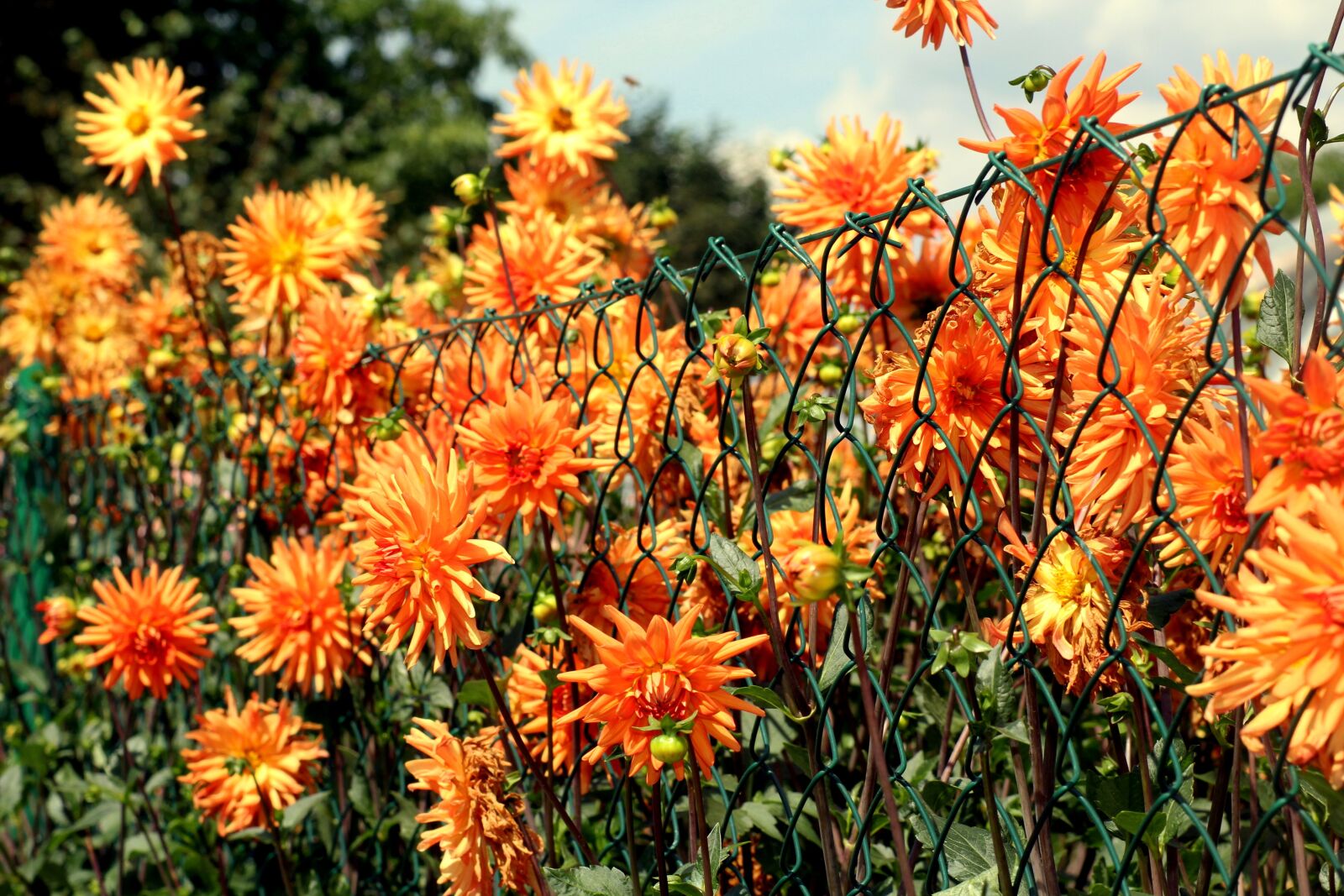 Canon EOS 1200D (EOS Rebel T5 / EOS Kiss X70 / EOS Hi) sample photo. Flowers, summer, dahlias photography