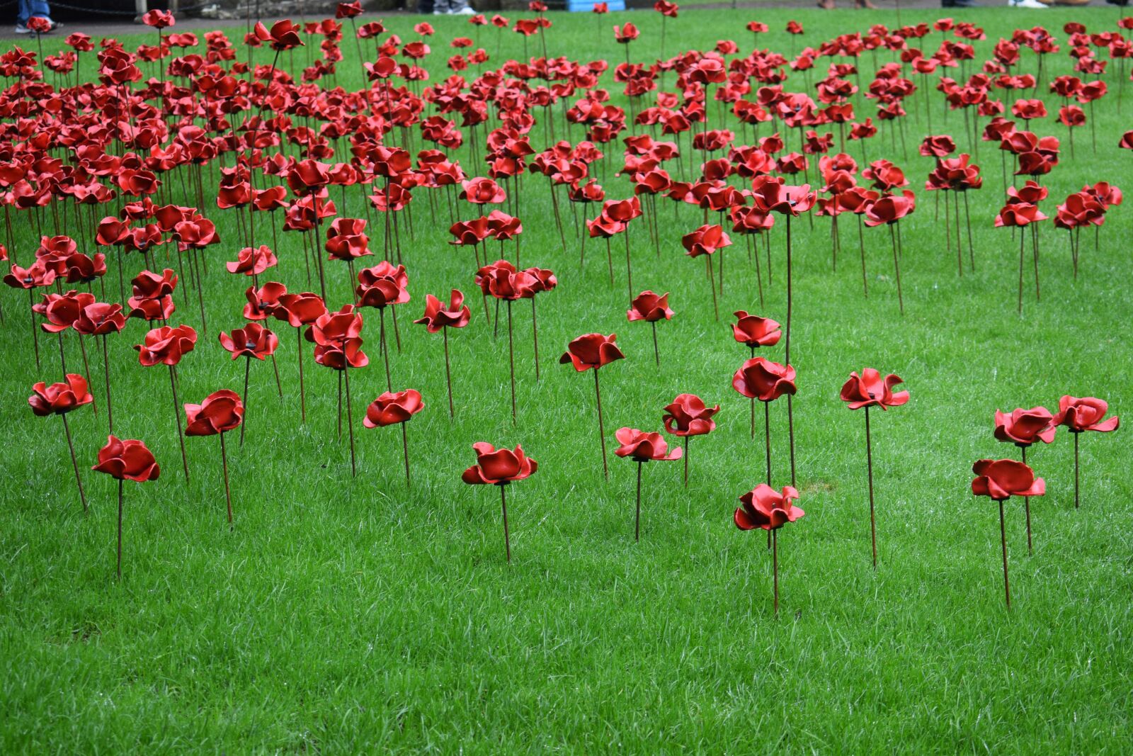 Nikon D5300 sample photo. Exhibition, poppies, ceramic photography