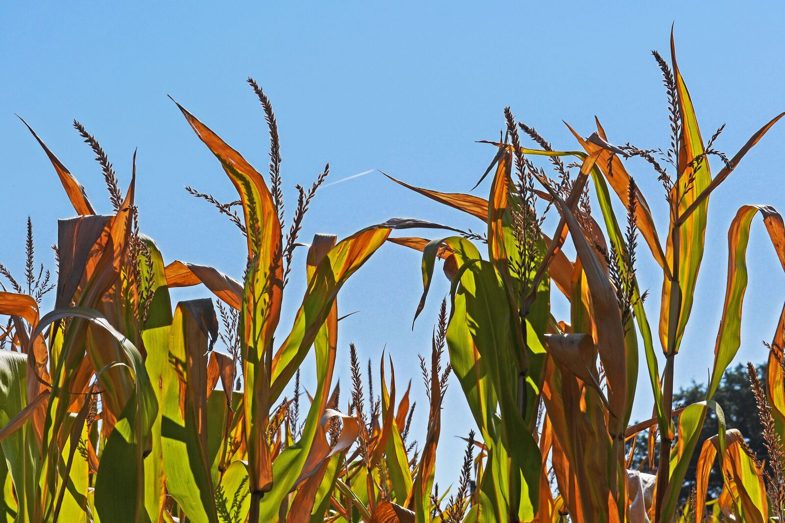 Panasonic Lumix DMC-GH3 sample photo. Corn, corn plants, brown photography