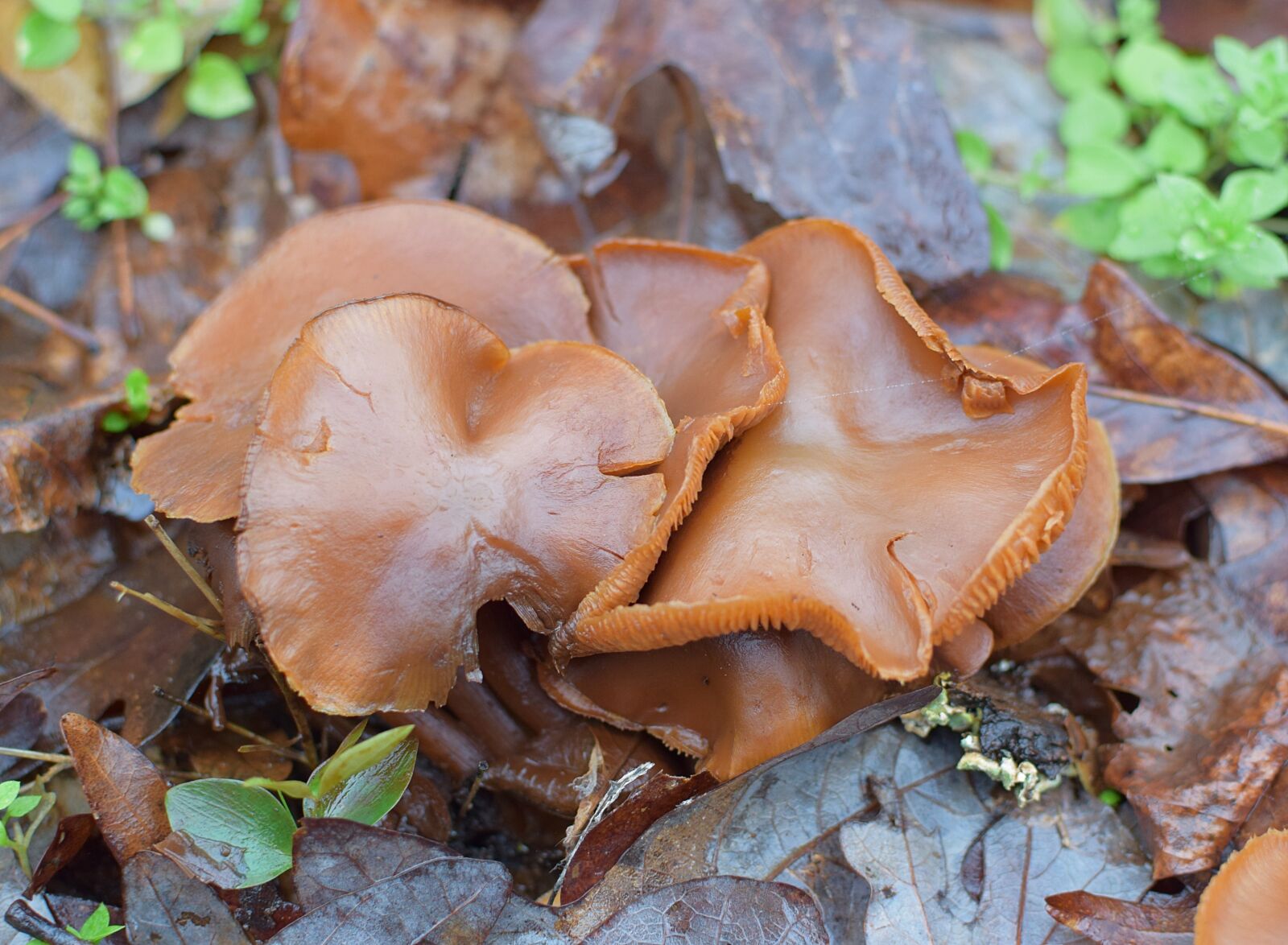 Nikon D3300 sample photo. Brown mushrooms, mushroom, fungi photography