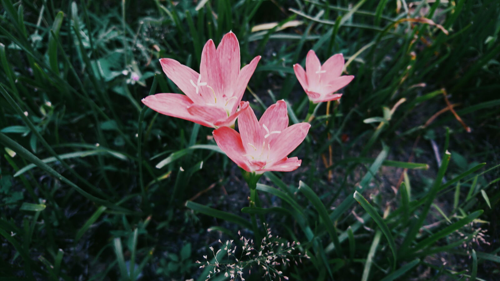 Sony Xperia X sample photo. Flower, green, pink, flower photography