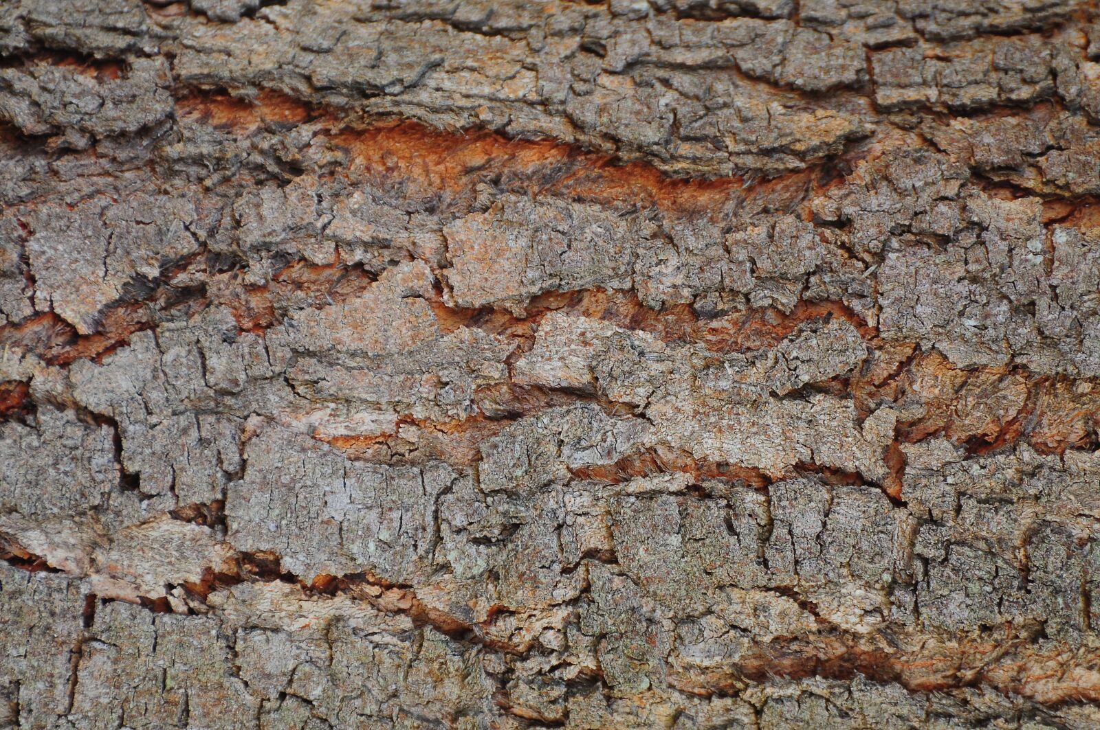 Nikon D90 sample photo. Background, flying, shell photography