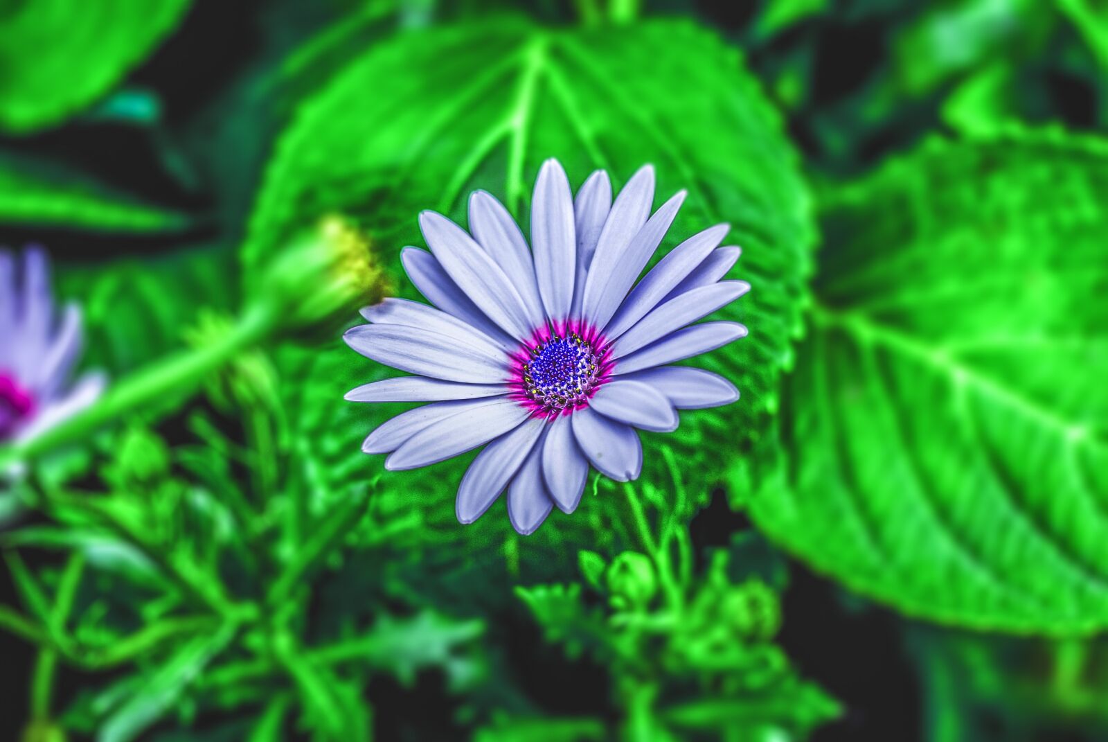 Nikon D60 sample photo. Flower gerbel, flower, plant photography