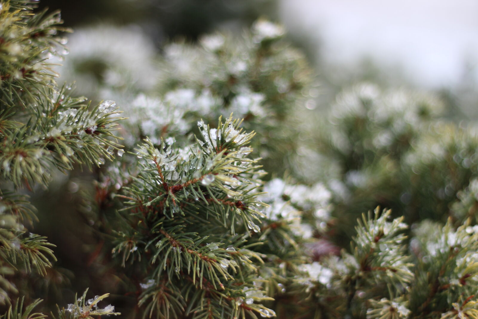 Canon EOS 600D (Rebel EOS T3i / EOS Kiss X5) + Canon EF 50mm F1.8 II sample photo. Snow, spruce, winter photography