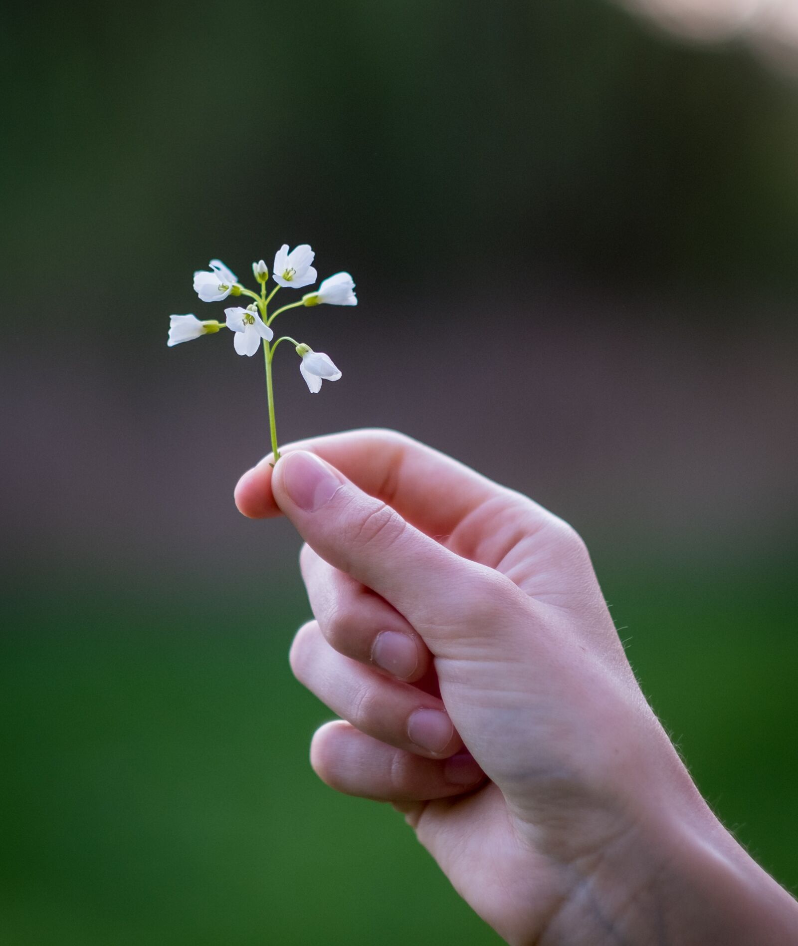 Fujifilm X-T2 + Fujifilm XF 56mm F1.2 R sample photo. Nature, flower, hand photography