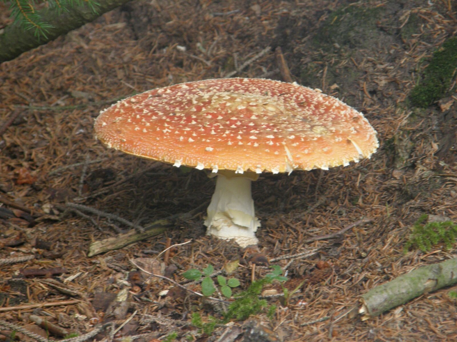 Olympus SP550UZ sample photo. Amanitas, mushrooms, amanita muscaria photography