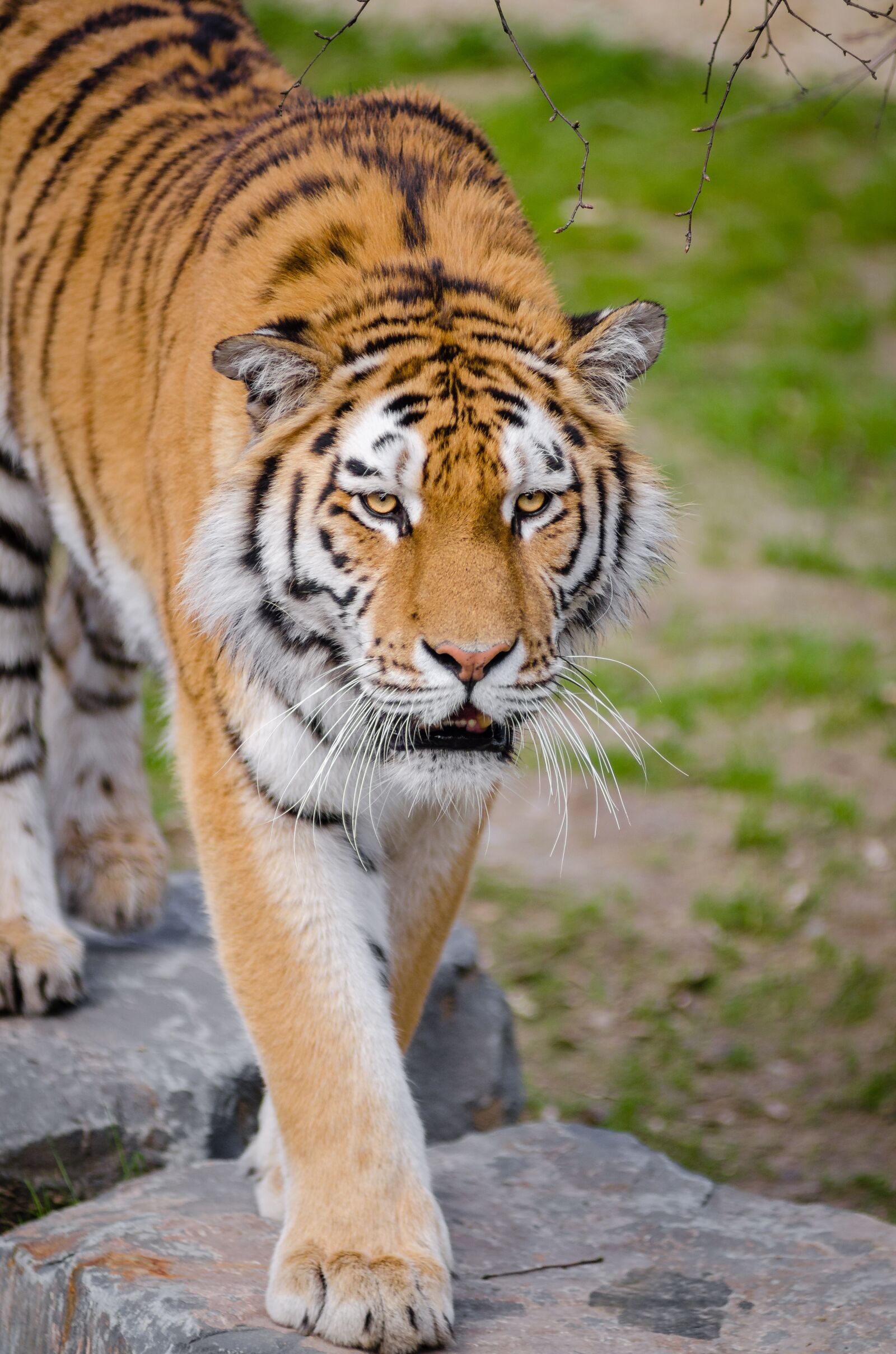 Nikon D7000 sample photo. Animal, big cat, safari photography