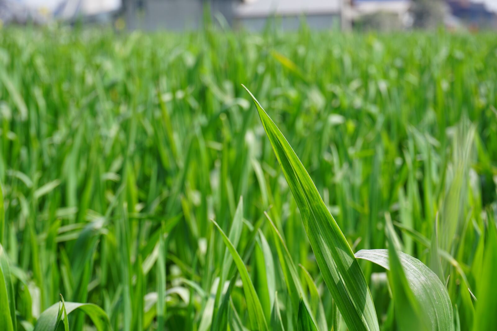 Sony a6000 sample photo. Green, ye tian, background photography