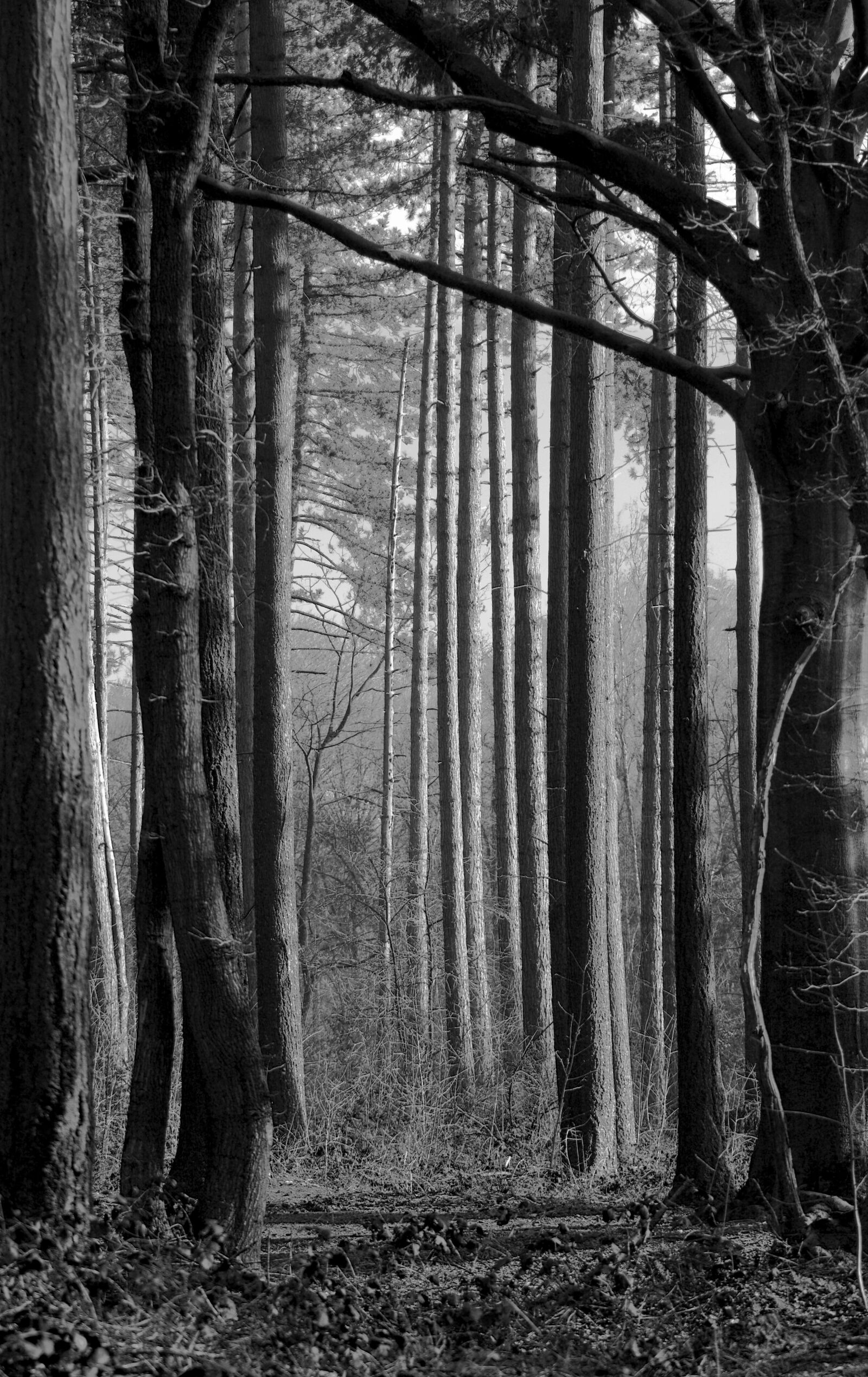 Nikon D7100 sample photo. Forest, trees, black white photography