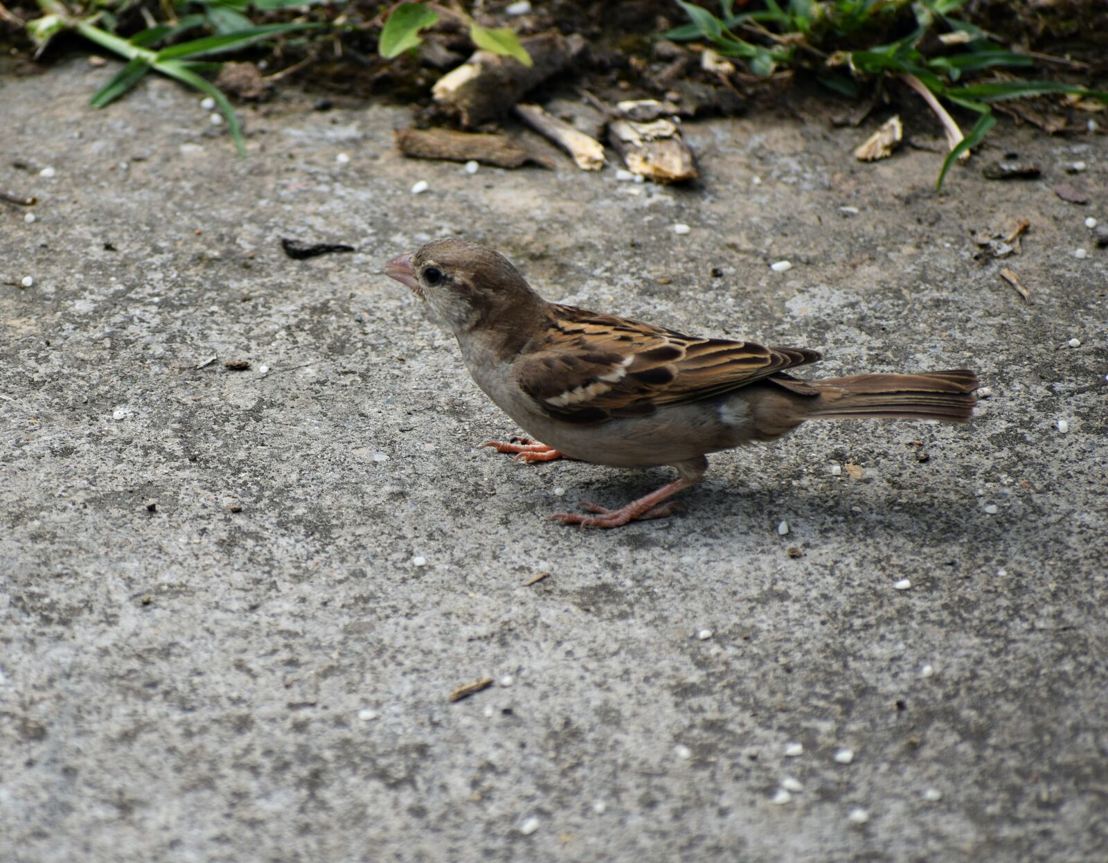 Nikon D3300 sample photo. Sparrow, endangered, spicy photography