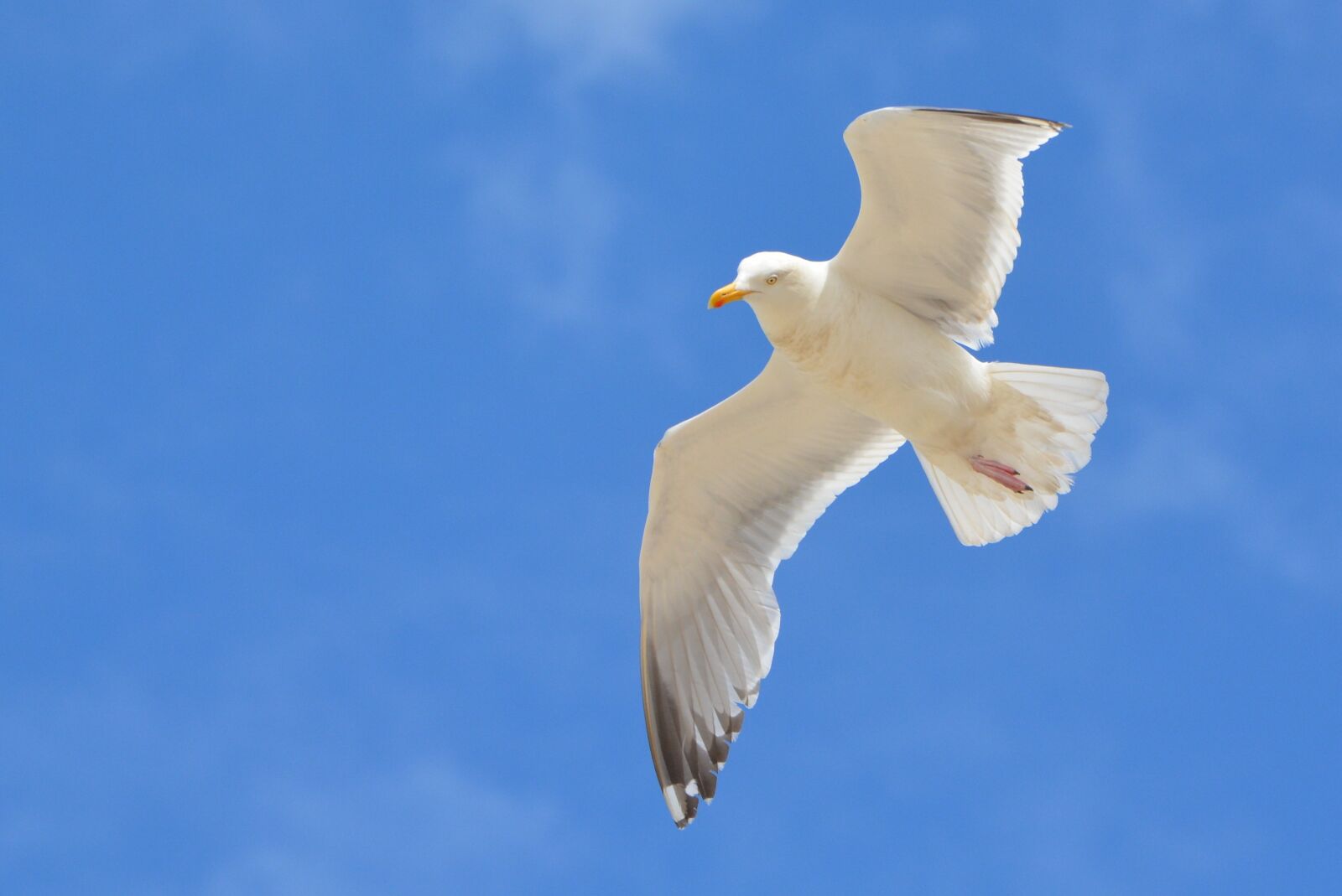 Nikon D5200 sample photo. Seagull, bird, animal photography