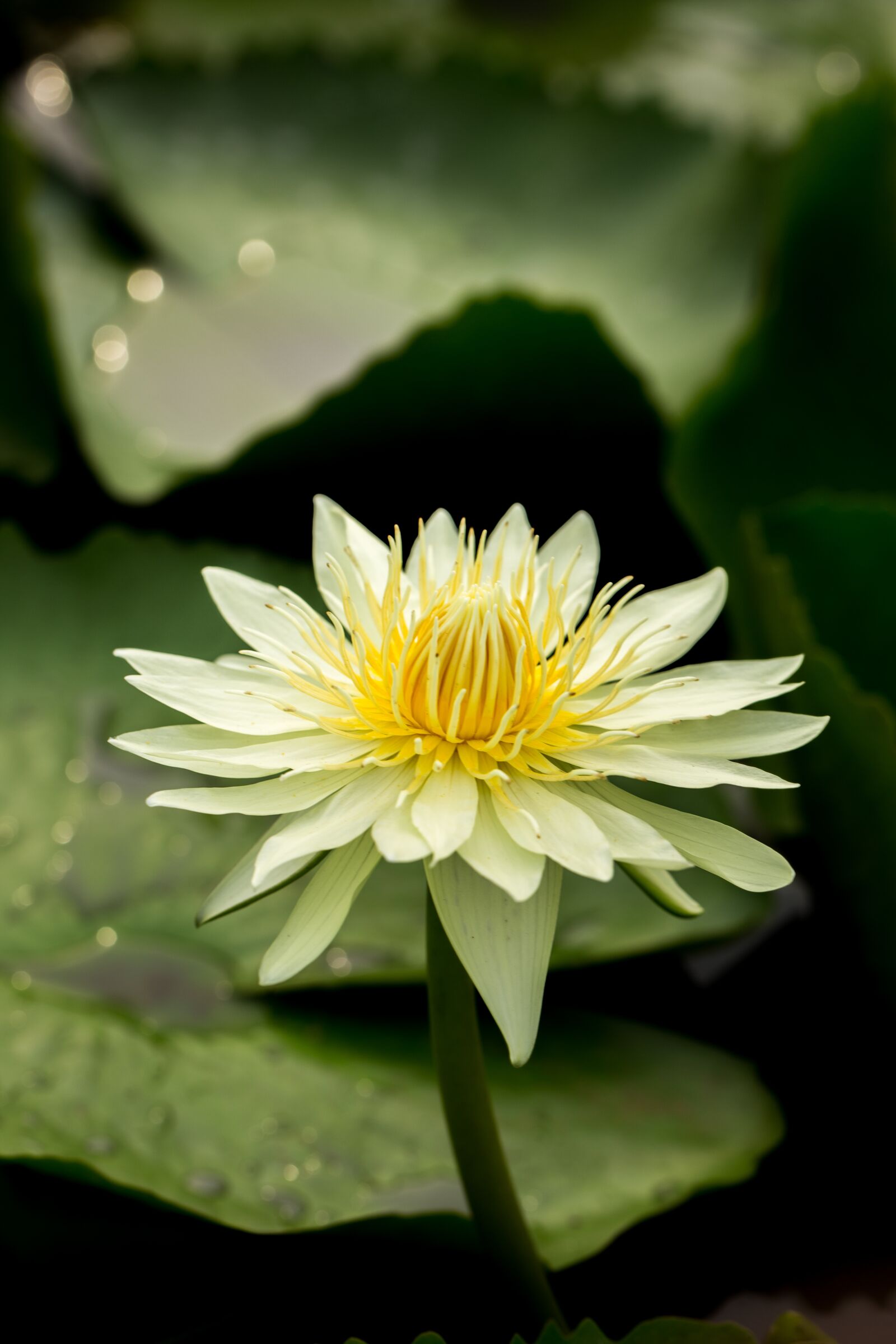 Canon EF 100mm F2.8L Macro IS USM sample photo. Water lily, nuphar lutea photography