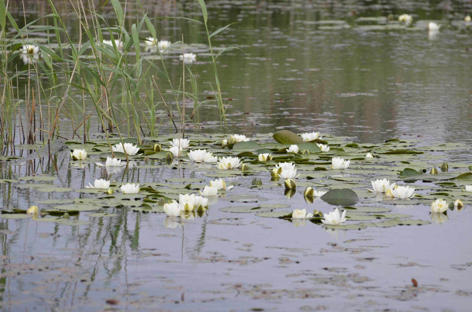 Nikon D5100 sample photo. Swedish summer, water lilies photography