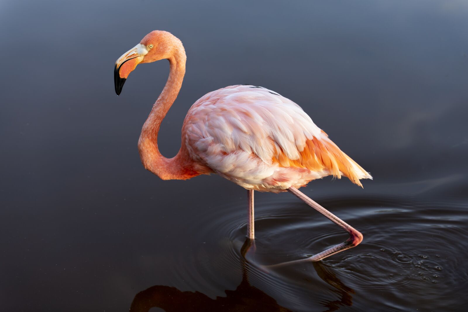 Nikon D750 sample photo. Flamingo, bird, pink photography