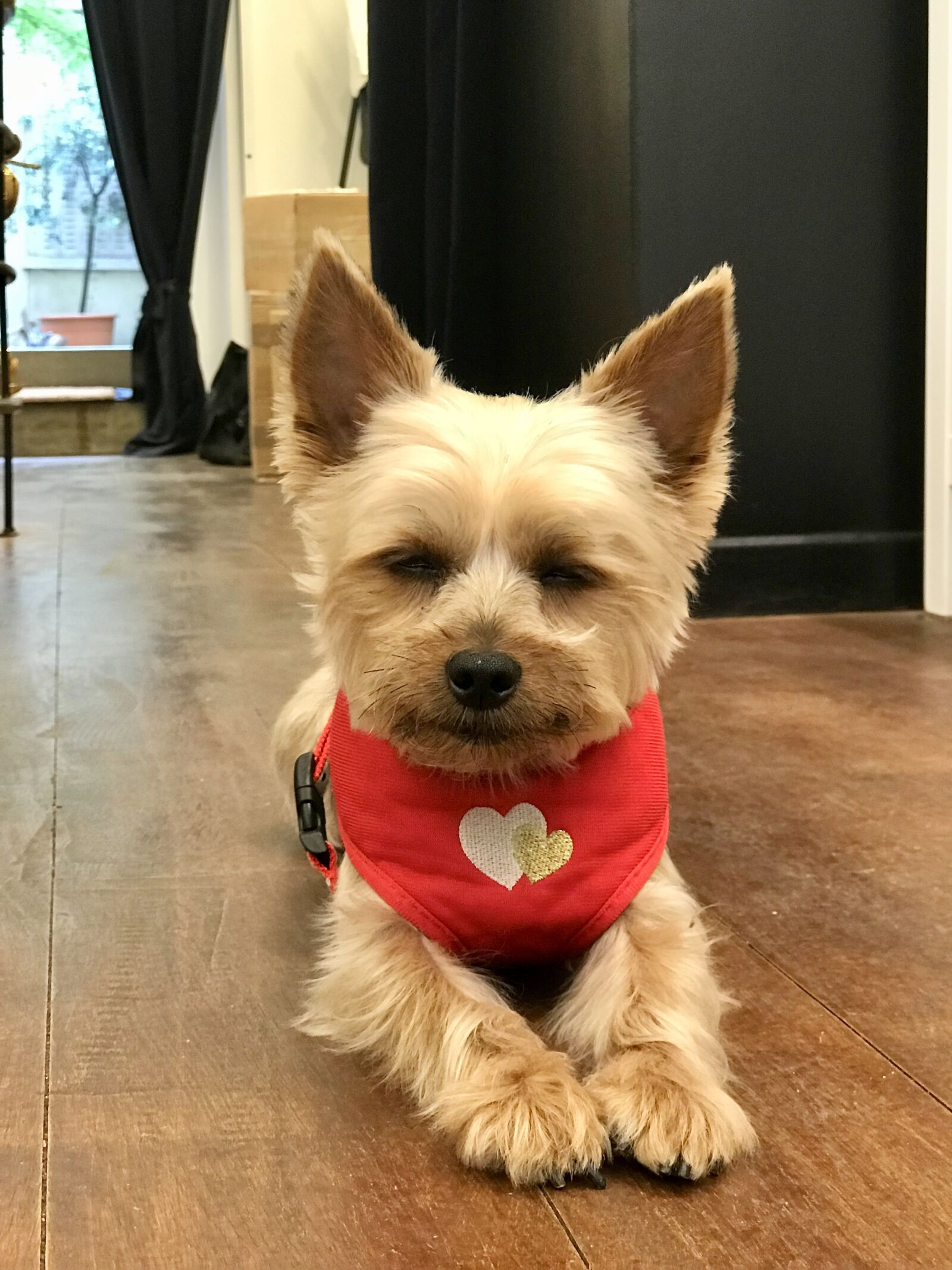 Apple iPhone 7 Plus sample photo. Dog, yorkshire terrier, paris photography